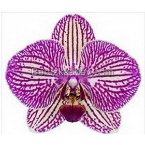 Орхидея 2 ветки (Arcadia)